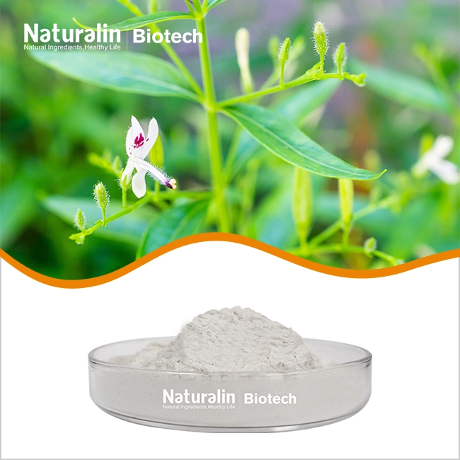 Andrographis Extract Powder